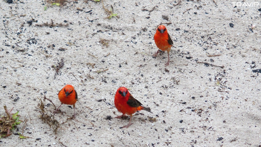 Chim sẻ đỏ trên đảo Le Curieuse