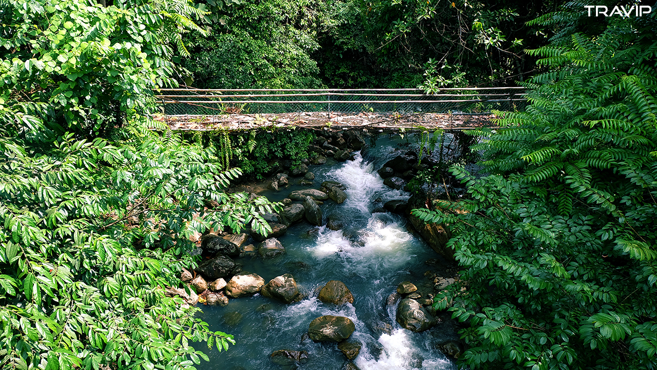 Một cây cầu nhỏ bắc ngang qua một con suối trong rừng rậm ở Ranau.