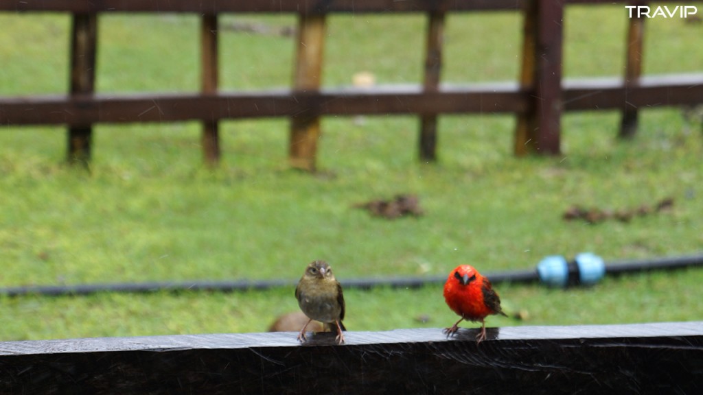 Chim sẻ nâu và sẻ đỏ trên đảo Le Curieuse