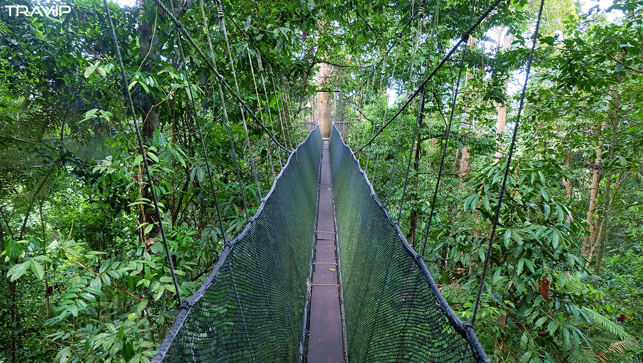 Cầu treo vắt vẻo nối từ thân cây này sang thân cây kia ở Ranau. 